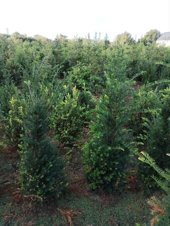 Taxus baccata 125-150 cm met kluit - afbeelding 3