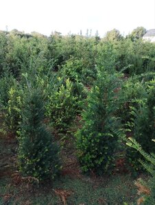 Taxus baccata 125-150 cm met kluit - afbeelding 3