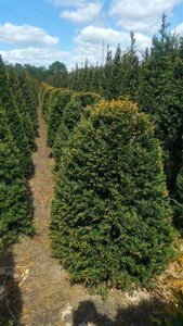 Taxus baccata 125-150 cm met kluit - afbeelding 6