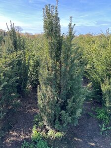 Taxus baccata 125-150 cm met kluit - afbeelding 2