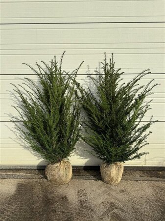 Taxus baccata 125-150 cm met kluit - afbeelding 5