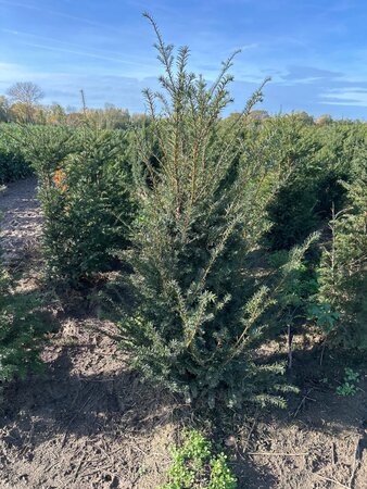 Taxus baccata 125-150 cm met kluit - afbeelding 19