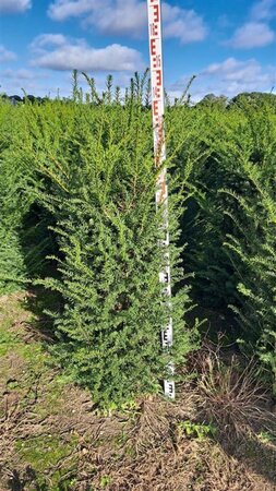Taxus baccata 125-150 cm met kluit - afbeelding 11
