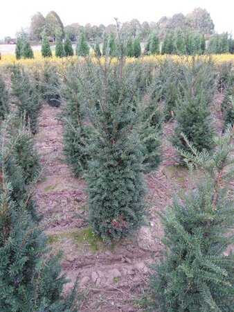 Taxus baccata 125-150 cm met kluit - afbeelding 9