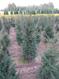 Taxus baccata 125-150 cm met kluit - afbeelding 9