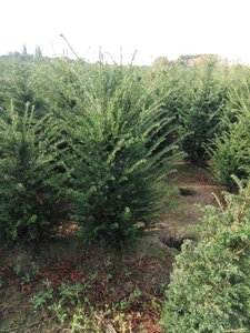 Taxus baccata 125-150 cm met kluit - afbeelding 7