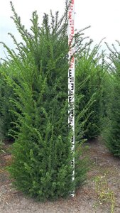 Taxus baccata 125-150 cm met kluit - afbeelding 10