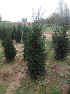 Taxus baccata 125-150 cm met kluit - afbeelding 13