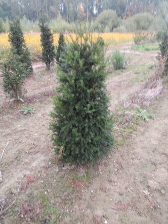 Taxus baccata 125-150 cm met kluit - afbeelding 8