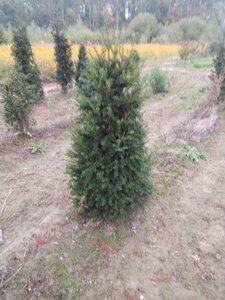 Taxus baccata 125-150 cm met kluit - afbeelding 8