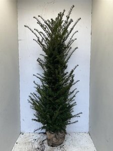 Taxus baccata 150-175 cm met kluit - afbeelding 5