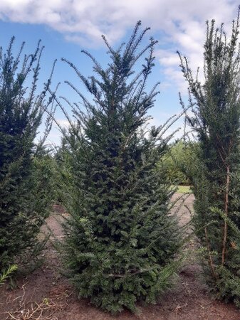Taxus baccata 150-175 cm met kluit - afbeelding 7