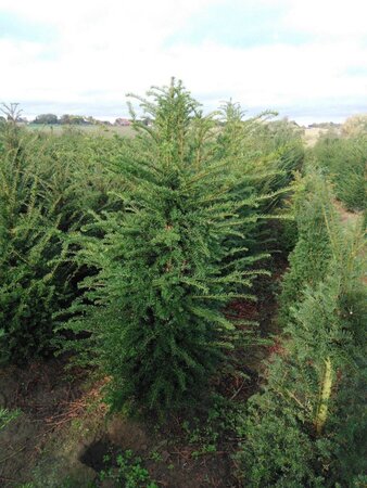 Taxus baccata 150-175 cm met kluit - afbeelding 10