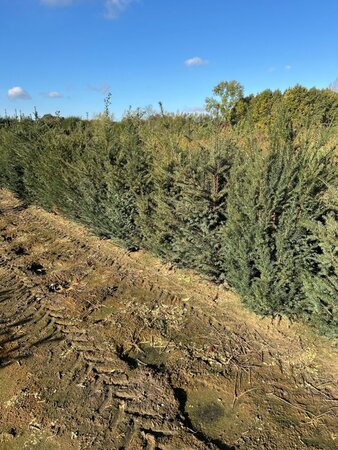 Taxus baccata 150-175 cm met kluit - afbeelding 4