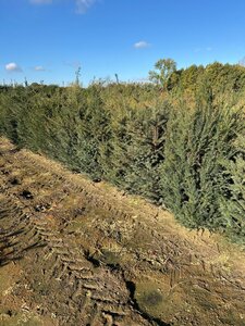 Taxus baccata 150-175 cm met kluit - afbeelding 4