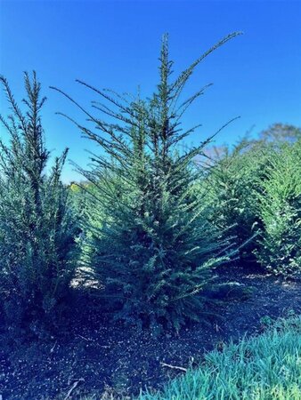 Taxus baccata 150-175 cm met kluit - afbeelding 9