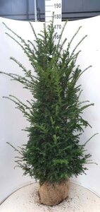 Taxus baccata 150-175 cm met kluit - afbeelding 13