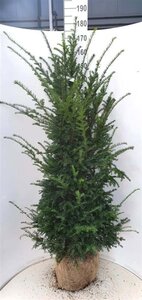 Taxus baccata 150-175 cm met kluit - afbeelding 8