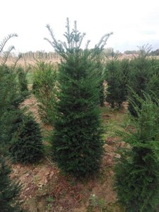Taxus baccata 150-175 cm met kluit - afbeelding 11