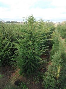 Taxus baccata 150-175 cm RB - image 10