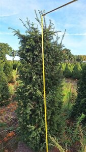 Taxus baccata 150-175 cm RB - image 15