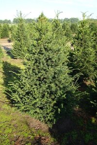 Taxus baccata 150-175 cm RB - image 2