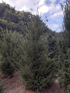 Taxus baccata 150-175 cm RB - image 4