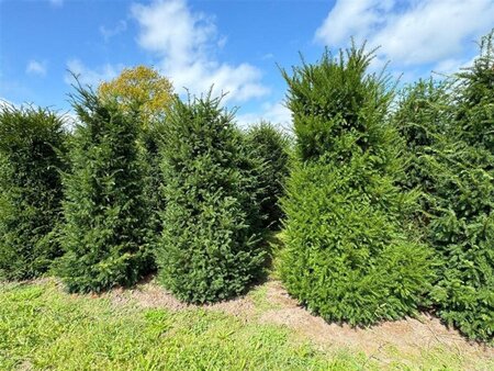 Taxus baccata 250-300 cm draadkluit - afbeelding 3