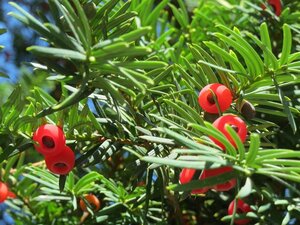 Taxus baccata 250-300 cm draadkluit - afbeelding 11