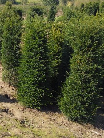 Taxus baccata 250-300 cm draadkluit - afbeelding 7