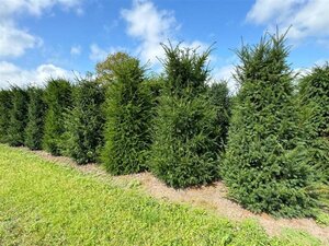 Taxus baccata 250-300 cm draadkluit - afbeelding 2