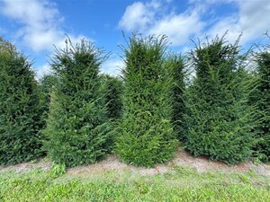 Taxus baccata 250-300 cm draadkluit - afbeelding 12