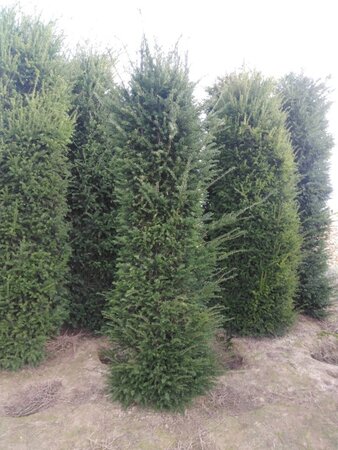 Taxus baccata 250-300 cm draadkluit - afbeelding 5