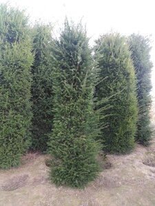 Taxus baccata 250-300 cm draadkluit - afbeelding 5