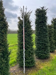 Taxus baccata 250-300 cm draadkluit - afbeelding 4