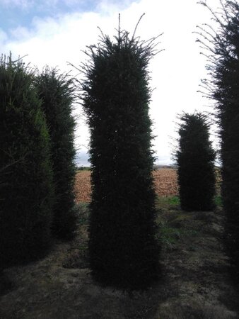 Taxus baccata 300-350 cm draadkluit - afbeelding 6