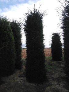 Taxus baccata 300-350 cm draadkluit - afbeelding 6