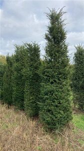 Taxus baccata 300-350 cm WRB - image 8