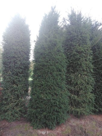 Taxus baccata 300-350 cm WRB - image 7