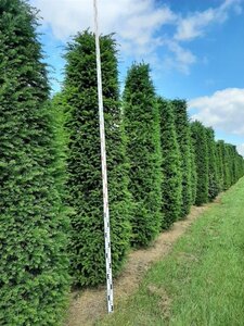 Taxus baccata 300-350 cm WRB - image 9