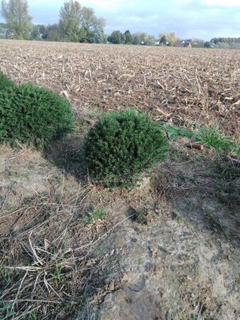 Taxus baccata 40 cm met kluit bol - afbeelding 6