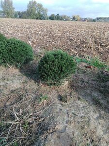 Taxus baccata 40 cm met kluit bol - afbeelding 6