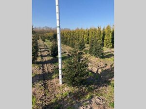 Taxus baccata 60-80 cm met kluit - afbeelding 37