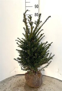 Taxus baccata 60-80 cm met kluit - afbeelding 4