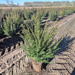 Taxus baccata 60-80 cm met kluit - afbeelding 28
