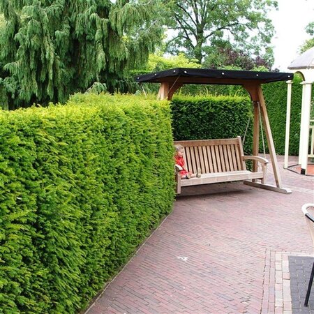 Taxus baccata 60-80 cm met kluit - afbeelding 3
