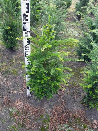 Taxus baccata 60-80 cm met kluit - afbeelding 4