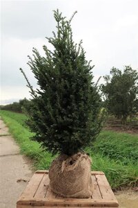 Taxus baccata 60-80 cm met kluit - afbeelding 7