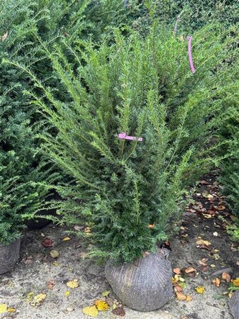 Taxus baccata 60-80 cm met kluit - afbeelding 6