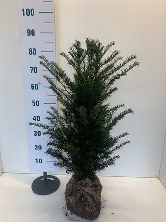 Taxus baccata 60-80 cm met kluit - afbeelding 35